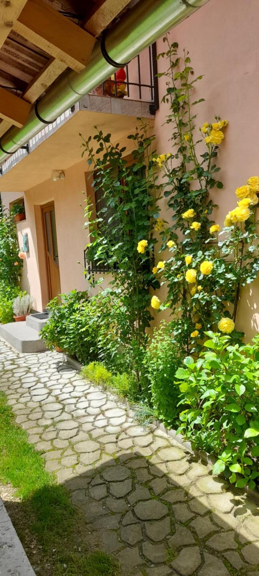 Casa Iulia & Matei Vila Cîrţişoara Exterior foto